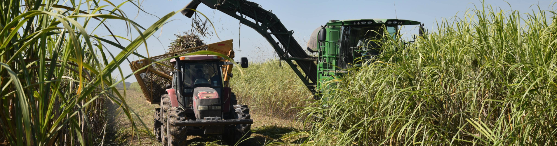 Sugarcane tractor loading sugarcane in a truck.
